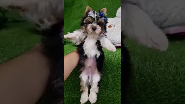 Бивер йорк Рокки щенок 1,5 месяца