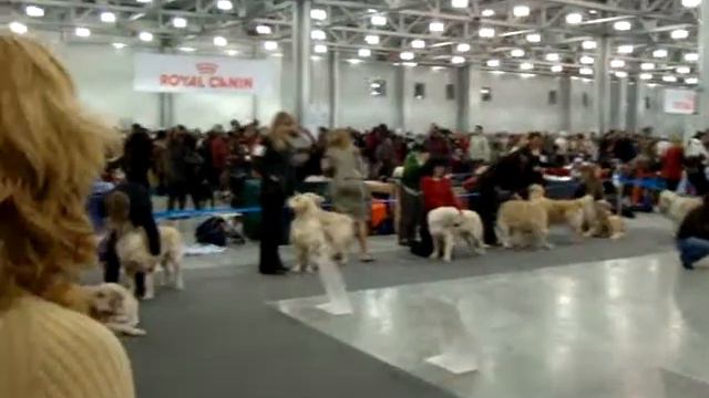 Евразия 2008, голдены