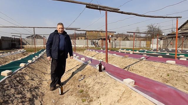 Лоза попала под заморозки ,во время сокодвижения.