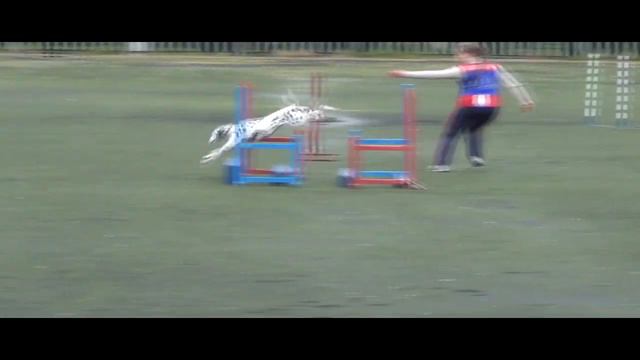 Dog Agility - Dalmatian