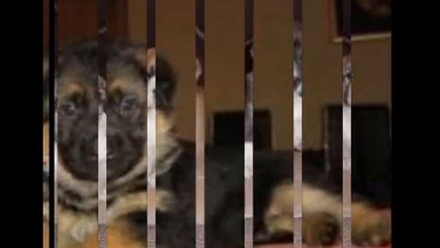 Щенки самые верные друзья