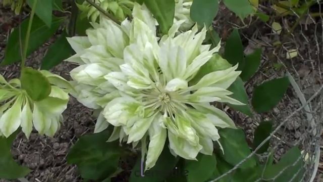 Clématite Yukiokoshi - Clematite.net - Spécialiste Des Plantes De Jardin