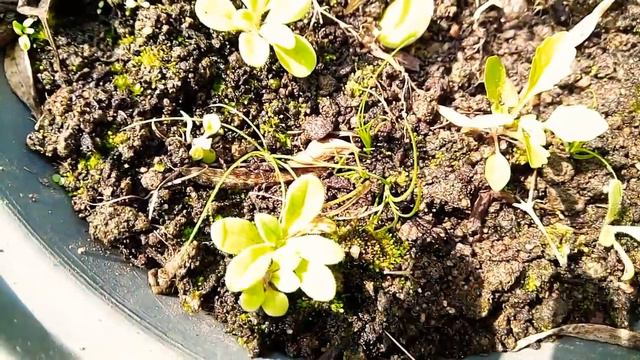 Petunia Seedlings Lately Germinated... Transplanting Them