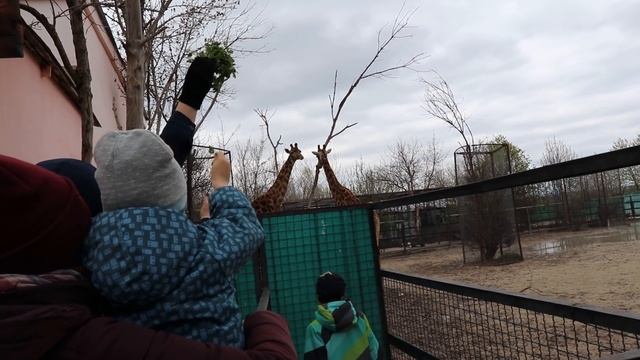 Жирафики красуются - Тайган.