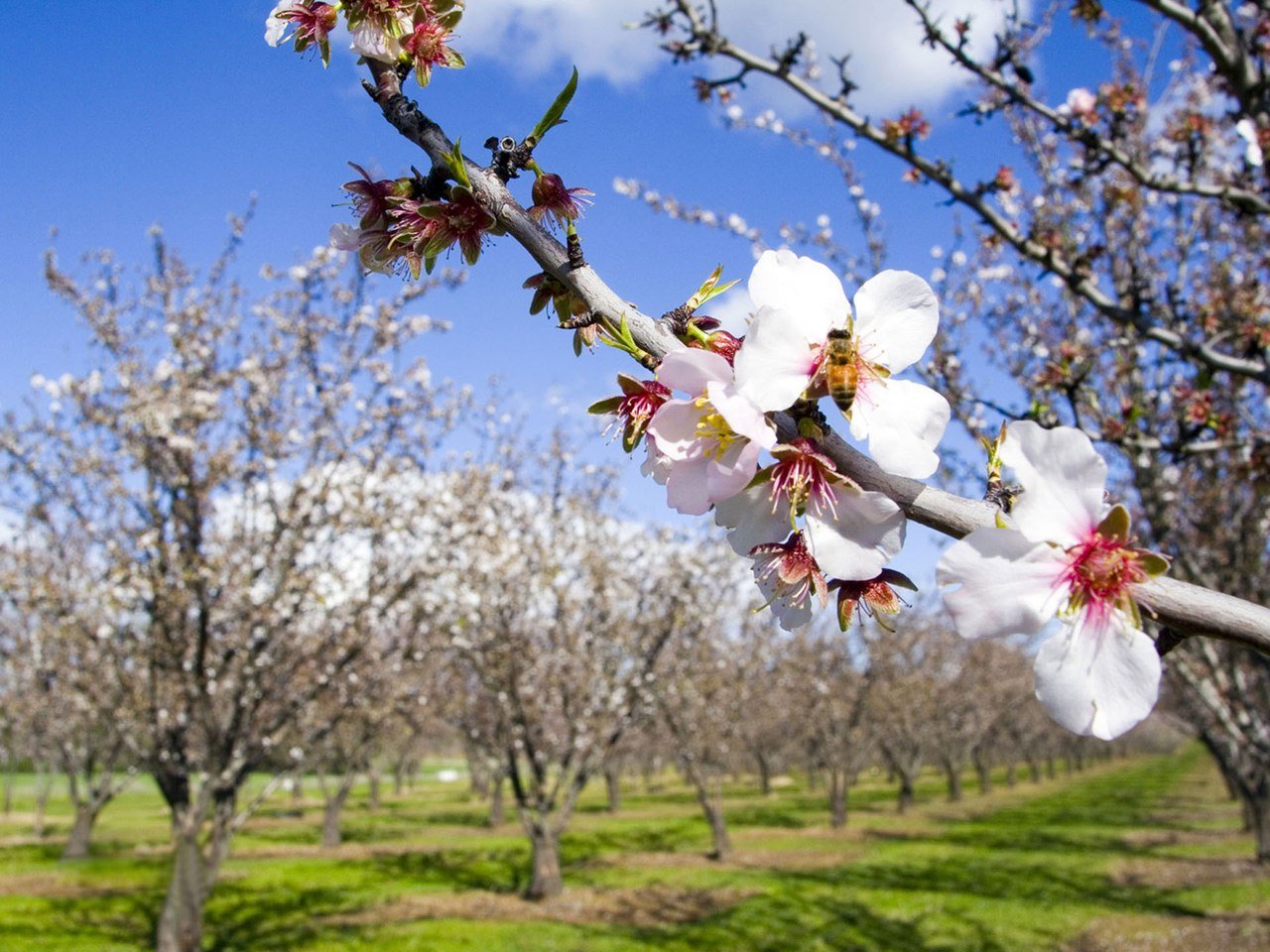 2022 01 18 А.Вивальди.Весна.клип фотографии.