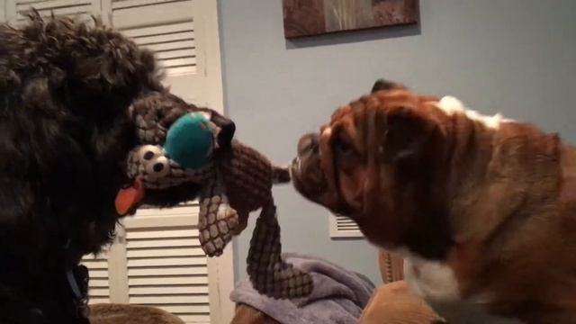 PETUNIA THE ENGLISH BULLDOG PUPPY TAKES A “L” VS. MOOKIE THE LABRADOODLE
