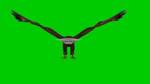 Eagle Green Screen, Green Screen Eagle, Including Sound Effects