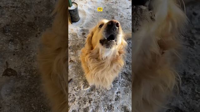 Милашка, Пушистик))🐾#животные #собака #собаки #собачки #doglovers #dog #интересно #labrador