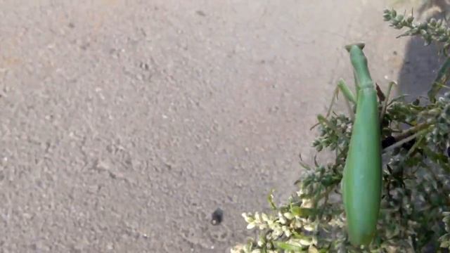 Огромный  богомол