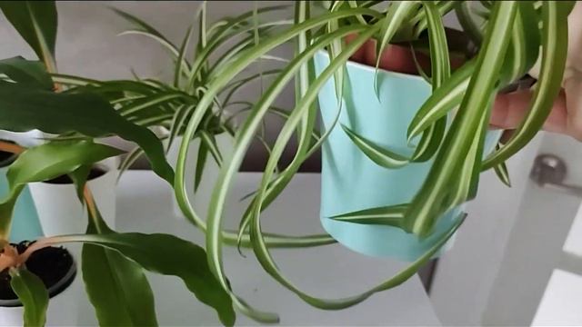 Хлорофитумы - старые и новые знакомые.