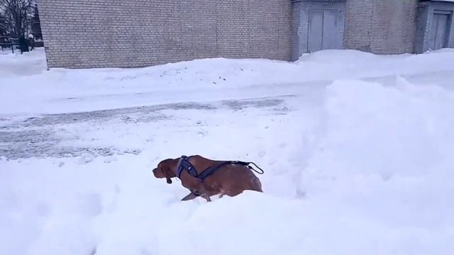 Бастон: После лыж можно и поохотиться...