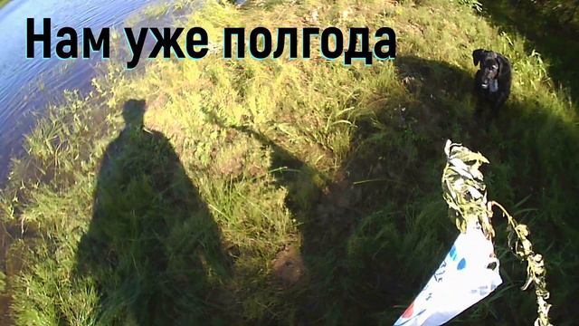 Нам уже пол года.  Лабрадор ретривер.