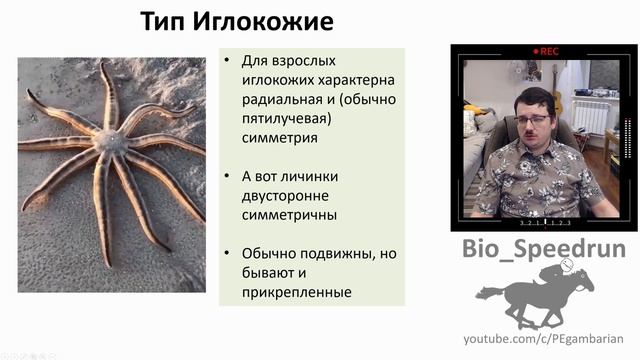 14. Иглокожие (Speedrun зоология 7 класс, ЕГЭ, ОГЭ 2021)