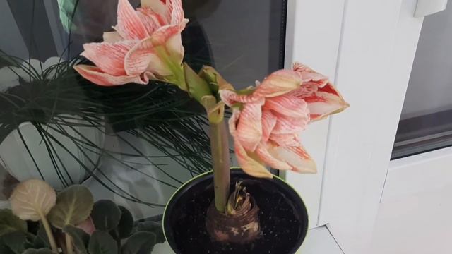 АМАРИЛЛИС ГИППЕАСТРУМ ЦВЕТЕНИЕ 11.06.22