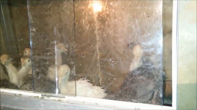 Деревенская жизнь многодетной семьи 2018 г Куры