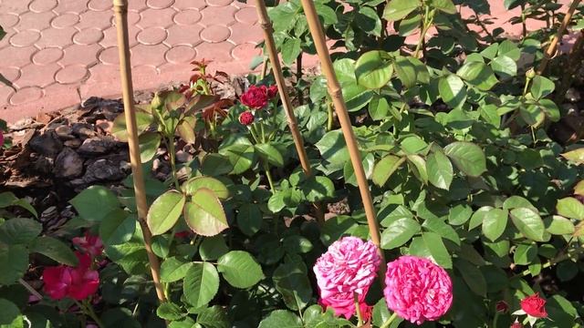 ВСЁ О РОЗАХ....Розы. Английские розы. Райский уголок.