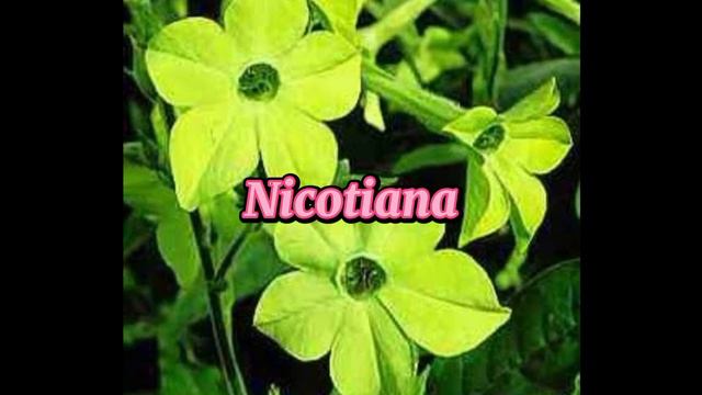 TYPES OF GREEN FLOWERS WITH NAMES/GREEN FLOWERS @margiepulido21