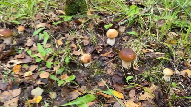 ШОК ОТ УВИДЕННОГО ?  аж ЗАТРЯСЛИСЬ РУКИ ОТ ТАКОЙ НАХОДКИ! МИЛЛИОН ГРИБОВ ПОВСЮДУ!