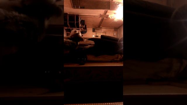 Бивера не взяли погулять!