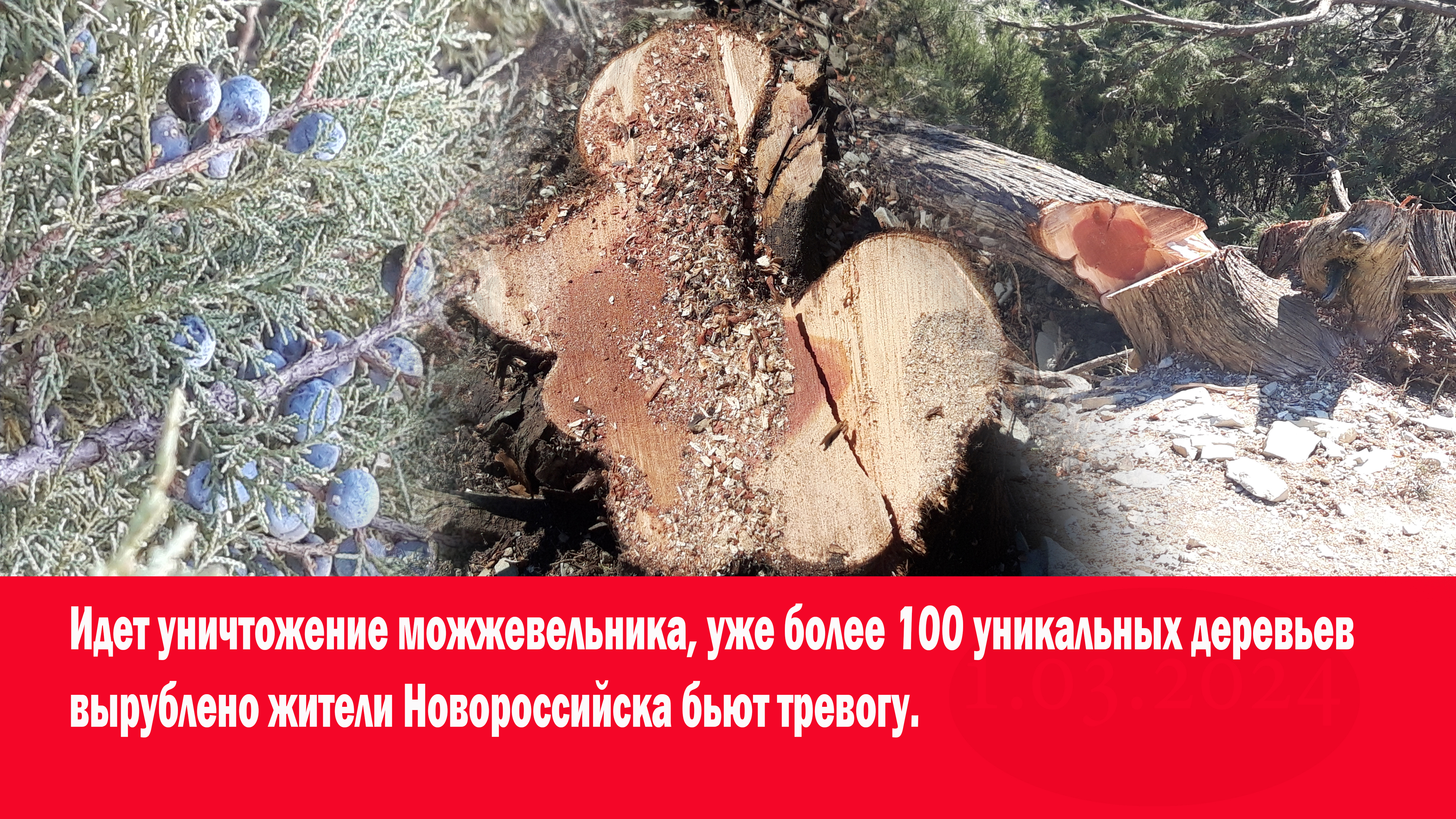 ЛЕС РУБЯТ ЩЕПКИ ЛЕТЯТ