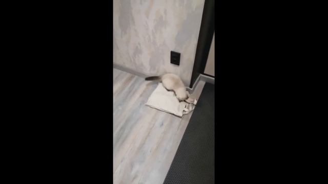 #ЗАБАВНАЯ_ЭЛЬЗА  Кошке купили новую мышку Знакомство со снегом Смешные забавные видео из жизни кошк