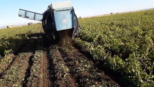 Копаем картофель Анной, картофелеуборочный комбайн Z644