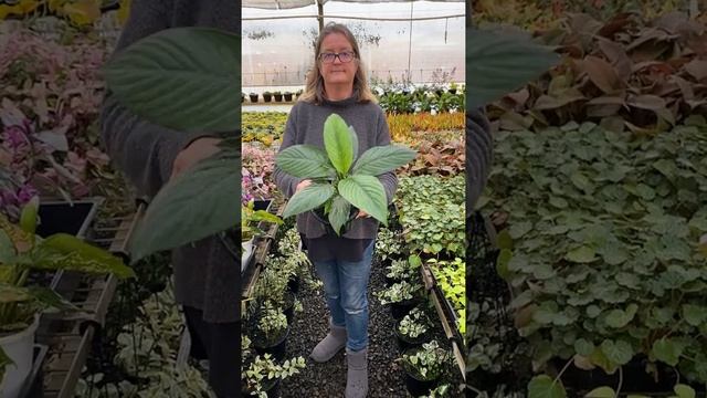 Spathiphyllum Sensation Dwarf