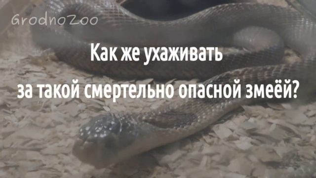 Как мы за коброй ухаживаем