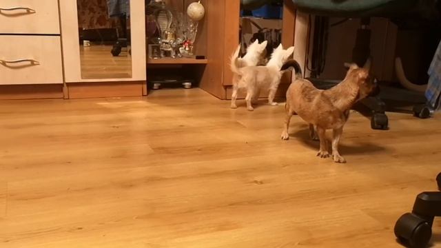 Щенки чихуахуа. Продажа.