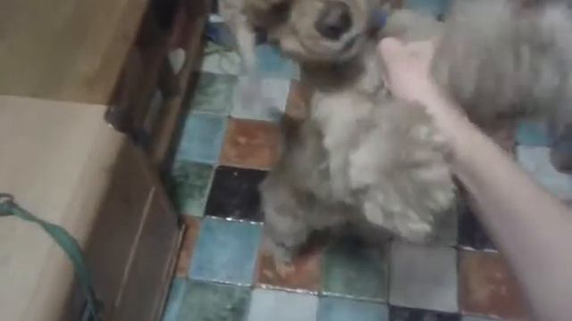 Веселый пес