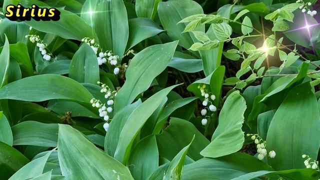 C1c892fb51a566fbae2693c9f26c4cd8