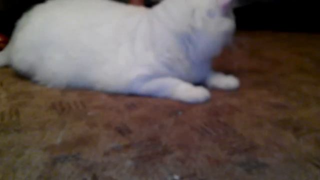 Белый кот зовут $$$$$$