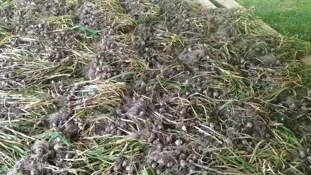 Итоги по уборке ультрараннего чеснока. Бронь по остальным сортам.