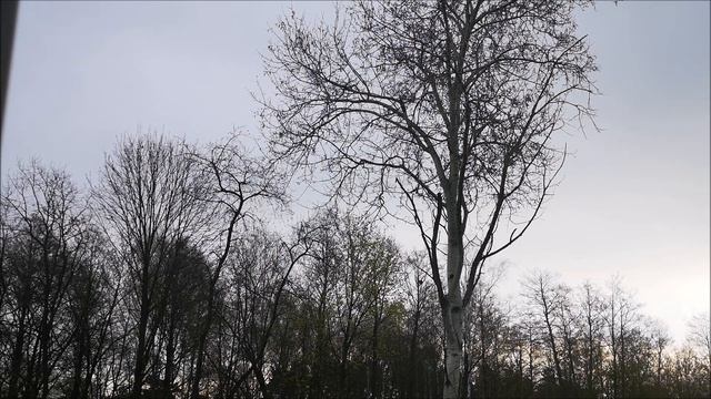 Весенние голоса птиц . 2020г. апрель. Польша.  Релакс