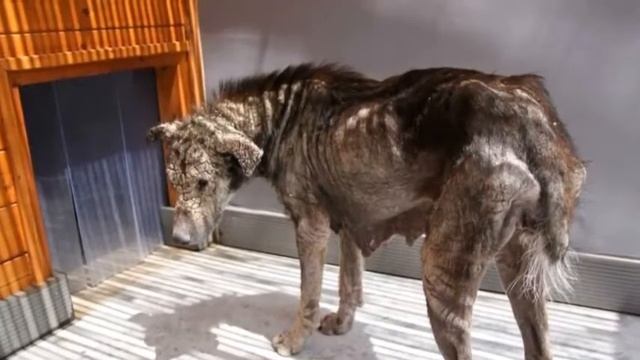 Сегодня вы не узнаете эту собаку! Благодаря любви и заботе она превратилась в красавицу