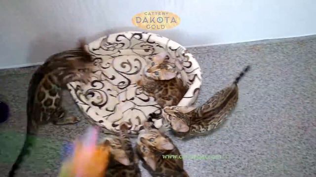 Будни питомника бенгальской кошки Dakota Gold   конец первого месяца лета, 1