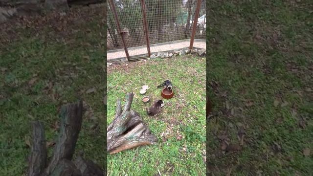 Енот с Марселем ДОСТАЮТ маленькую Сонечку!