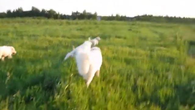 Щенки мареммо-абруццкой овчарки (маремма) Гранд Вайт