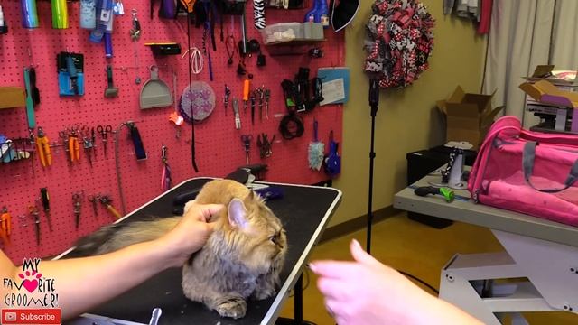 Dont Cut My Cat Hair Too Short - PT2