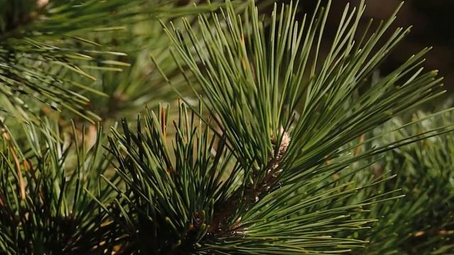 музыка в детском саду видео