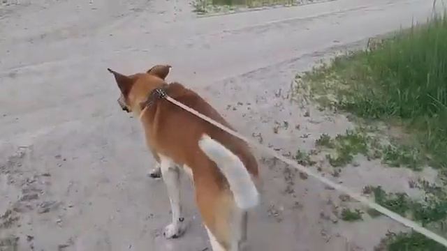 Безпородные собаки || тоже сердца заслуживают.