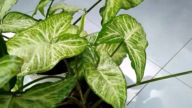 Syngonium Batik - Awahita Homestead Property