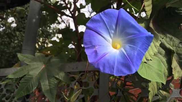 Da094ee80dbc44f1f8a185f243d3ae50