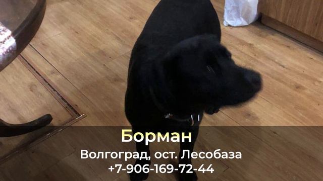 Пропала собака! БОРМАН. Волгоградская обл, г.Волгоград