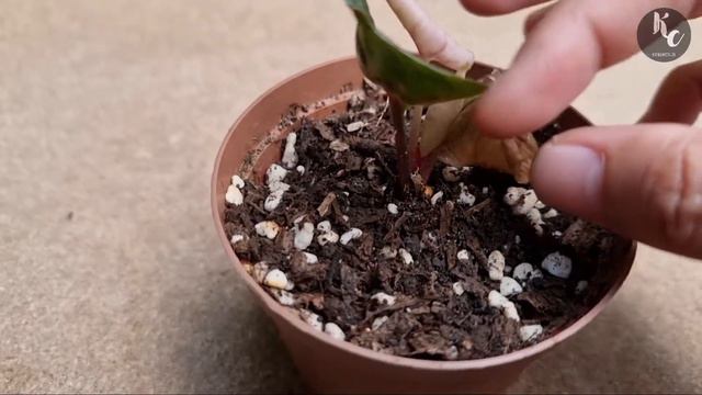 Mengenal Syngonium Strawberry Ice KW Hasil Jajan Online #syngonium_kebuncilik