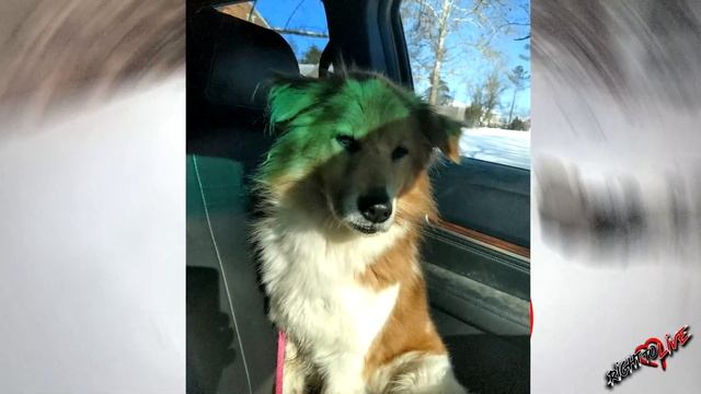 Пес 5 дней продолжал ждать хозяев на морозе, он не знал, что его бросили!