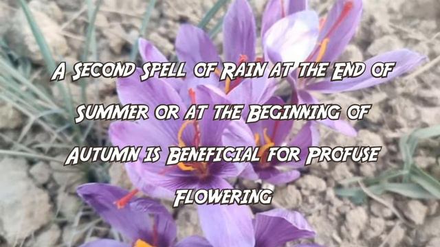 Saffron Agro-Climatic Requirements ( CLIMATE & SOIL )