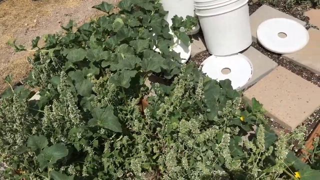 Non-Peppers Garden Update 7-27-22