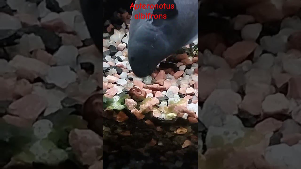 Вот кто сожрал всех улиток! Черный нож! #aquariumshow #aquascape #aquashow #aqarium #aqua