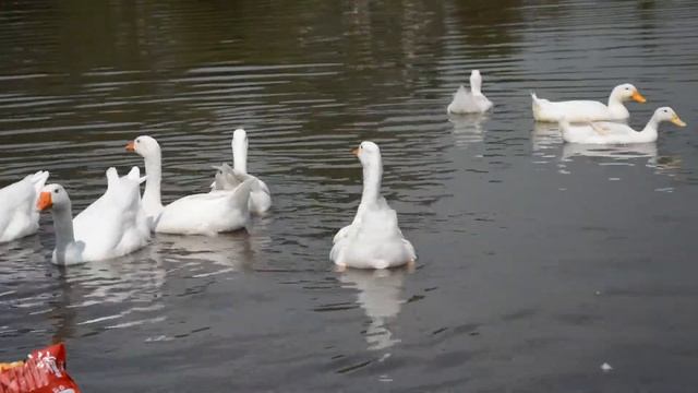 Video Test  Nikon D3200 Kit Lens 18-105mm  Duck